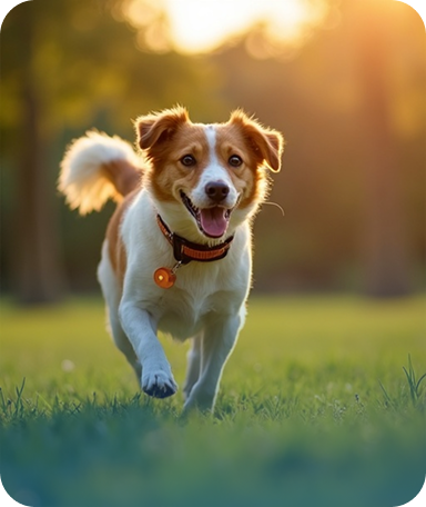 Pet Safety